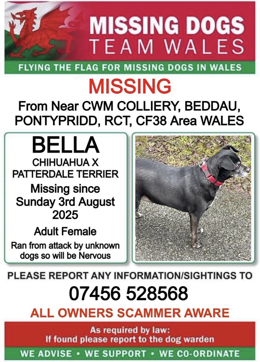 ❗❗#BELLA #MISSING From Near #CWMCOLLIERY, #BEDDAU, #PONTYPRIDD, #RCT, #CF38 Area #WALES❗❗

❗SINCE SUNDAY 3rd AUGUST 2025.

❗BELLA RAN OFF DURING AN ATTACK BY UNKNOWN DOGS SO WILL BE NERVOUS, PLEASE CALL NUMBER WITH ANY SIGHTING/INFORMATION ❗