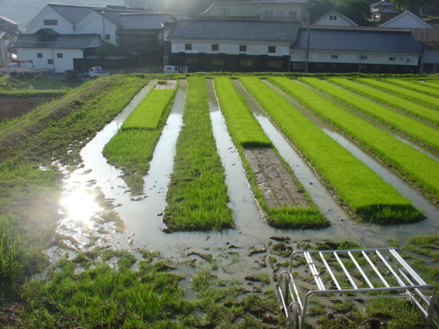 Japan is considering backing off of curbs on growing rice.  It would help alleviate shortages and massive price increases, which would in turn help the sake industry hugely. But it is surely easier seaid than done. Let’s wait and see. shorturl.at/ToP7W
