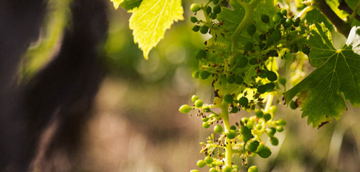 Koppert invests in Amoéba to strengthen strategic collaboration

Read more via #HortNews &gt;&gt;  hortnews.com/articles/horti…

<a href="/Koppert/">Koppert</a> <a href="/AmoebaNature/">Amoéba</a> #greentech #viticulture