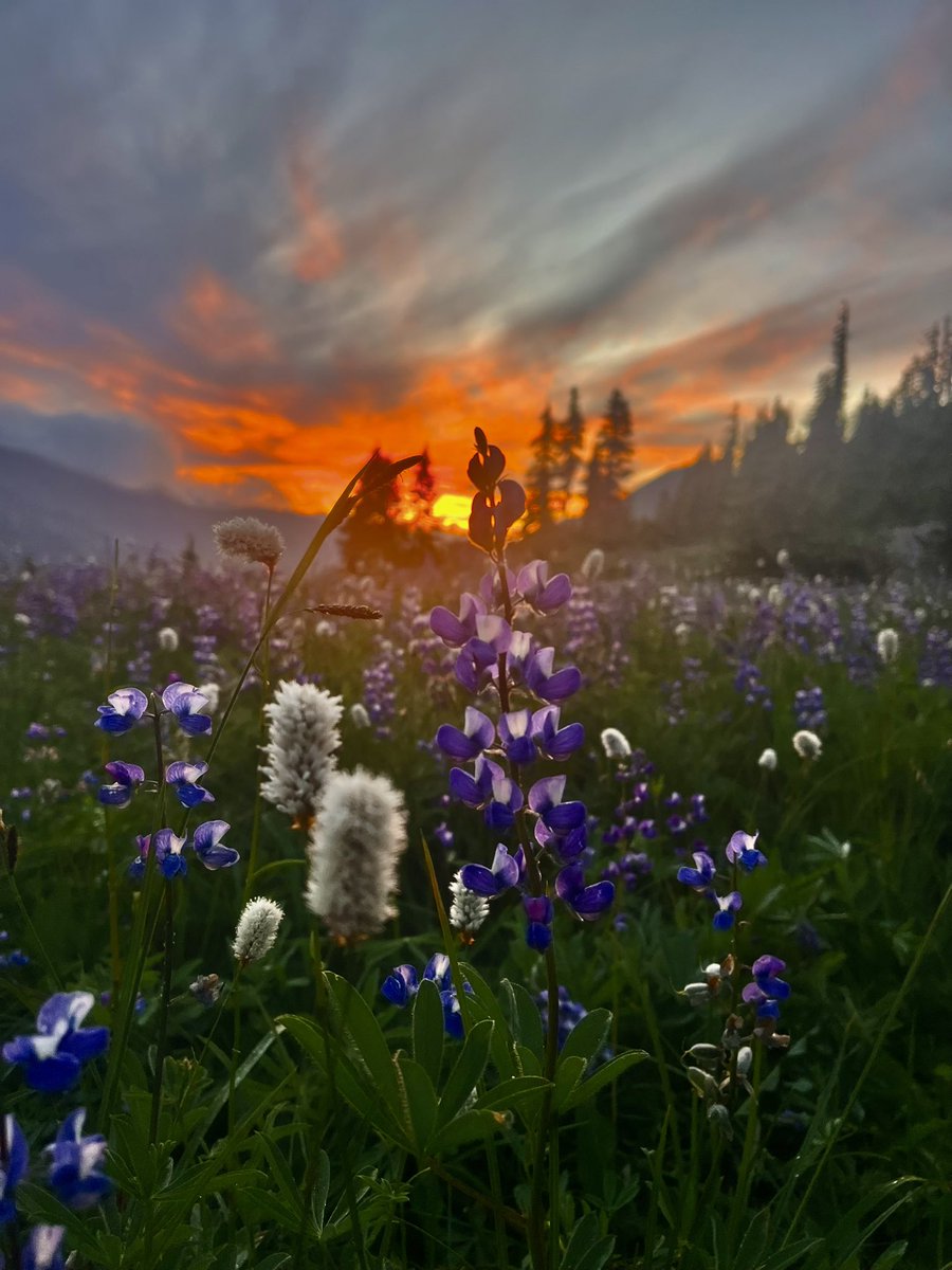 Lovely sunrise from the Cascade crest this morning! #wawx #sunrise