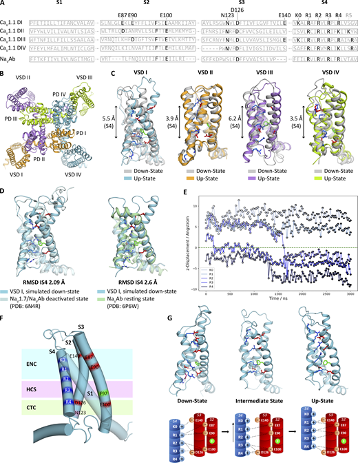 Rockefeller U. Press (@rockupress) on Twitter photo New in <a href="/JGenPhysiol/">Journal of General Physiology</a>: Martin Heiss, Bernhard Flucher et al. unravel molecular mechanisms in a voltage-sensing domain that governs the kinetics and voltage dependence of calcium channel activation. hubs.la/Q03B7K4j0
#IonChannels New in <a href="/JGenPhysiol/">Journal of General Physiology</a>: Martin Heiss, Bernhard Flucher et al. unravel molecular mechanisms in a voltage-sensing domain that governs the kinetics and voltage dependence of calcium channel activation. hubs.la/Q03B7K4j0
#IonChannels