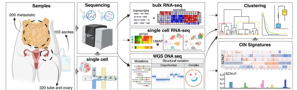 Elizabeth McKenna (@elizsmckenna) on Twitter photo Now online in <a href="/CD_AACR/">Cancer Discovery</a>: Decoding the Genomic and Functional Landscape of Emerging Subtypes in #OvarianCancer - by Giulia Micoli, <a href="/Sampsa_H/">Sampsa Hautaniemi</a>, and colleagues doi.org/10.1158/2159-8… @unihelsinki Now online in <a href="/CD_AACR/">Cancer Discovery</a>: Decoding the Genomic and Functional Landscape of Emerging Subtypes in #OvarianCancer - by Giulia Micoli, <a href="/Sampsa_H/">Sampsa Hautaniemi</a>, and colleagues doi.org/10.1158/2159-8… @unihelsinki
