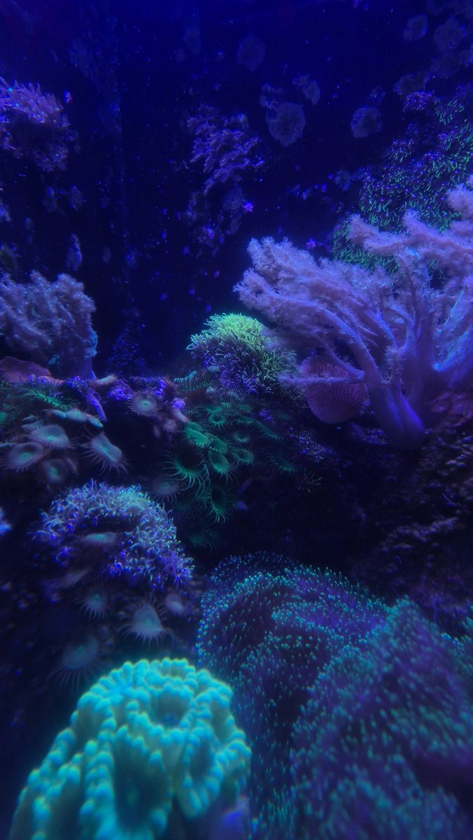 Acta Non Verba (@eyysaareban) on Twitter photo 