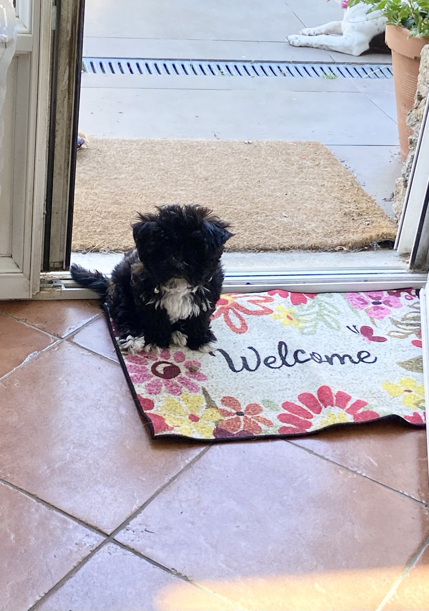 SandieZooT's tweet photo. 1 kilo 650 aujourd'hui!
#MeetAri https://t.co/N2pzHI9Vkn