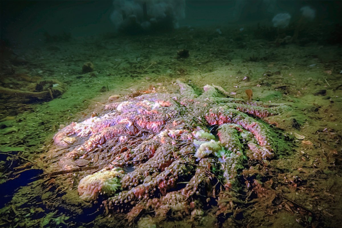 Hakai Institute (@hakaiinstitute) on Twitter photo After a four-year investigation, a breakthrough study reveals the cause of sea star wasting disease (SSWD). A strain of the bacterium Vibrio pectenicida is the culprit behind the marine epidemic that has killed billions of sea stars since 2013. Learn more: tula.org/news/researche… After a four-year investigation, a breakthrough study reveals the cause of sea star wasting disease (SSWD). A strain of the bacterium Vibrio pectenicida is the culprit behind the marine epidemic that has killed billions of sea stars since 2013. Learn more: tula.org/news/researche…