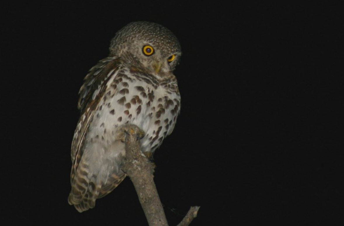 Vrijevogel56's tweet photo. De Geparelde Dwerguil (Glaucidium perlatum) Eng.: PEARL-SPOTTED OWLET in Namibia. Vandaag is het International #OwlAwarenessDay (IOAD) #birds #observado #vogels @vogelnieuws @Sovon https://t.co/OzJJKyFEHs