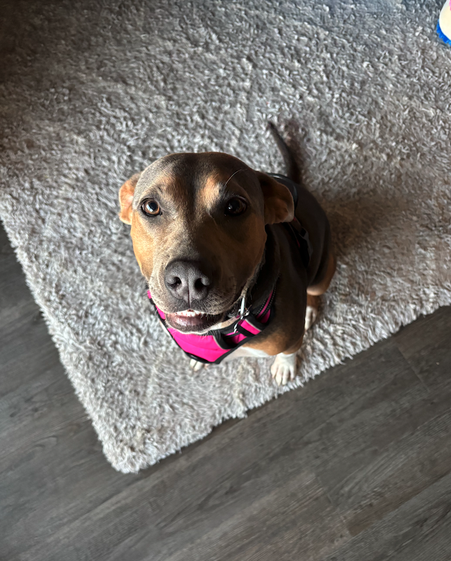 Drew Steele tweet media