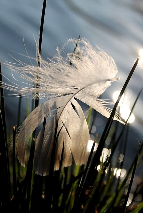 between now and then 
angel's feather put on hold
sign sharper than light 

#vss365 #angel #haikuchallenge #feather #Melancholyverse #light #haiku
