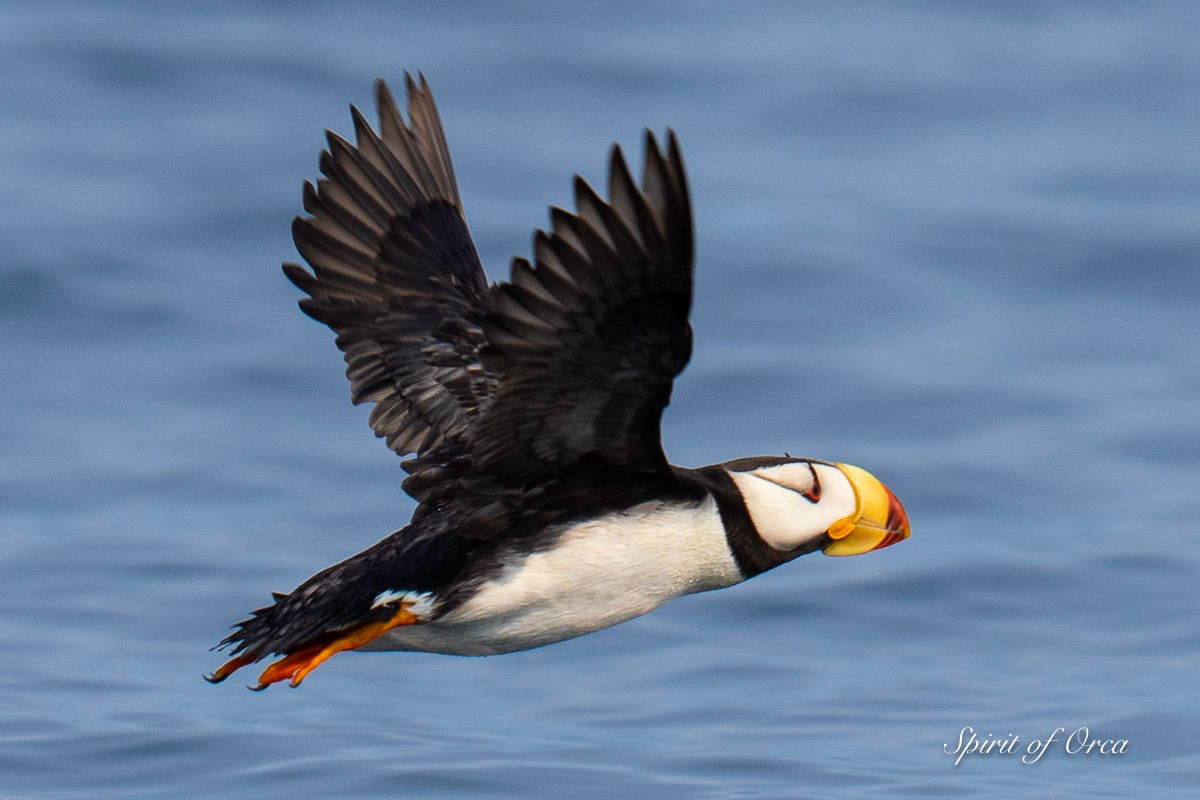 Pacific Whale Watch Association π³ (@thepwwa) on Twitter photo They're back! Salish Sea puffin sightings are special enough, but horned puffins are exceptionally rare. We typically see tufted puffins, but there's been at least one horned puffin near WA's Smith Island since 2017, and at least two since 2022.
π·: Ken Rea, <a href="/SpiritofOrca/">Spirit of Orca</a> They're back! Salish Sea puffin sightings are special enough, but horned puffins are exceptionally rare. We typically see tufted puffins, but there's been at least one horned puffin near WA's Smith Island since 2017, and at least two since 2022.
π·: Ken Rea, <a href="/SpiritofOrca/">Spirit of Orca</a>