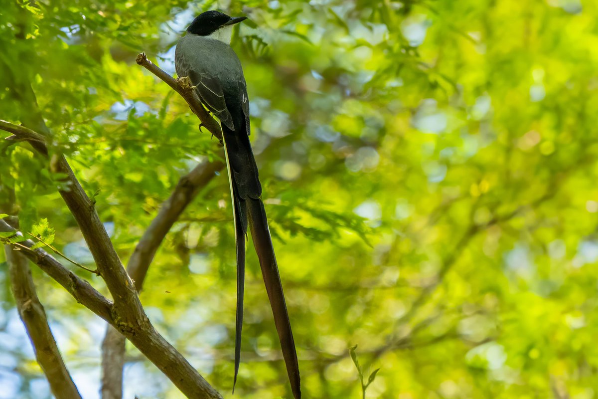 Aniket π³οΈβππ³οΈββ§οΈ(he/him) (@mitogfp) on Twitter photo Fork-tailed flycatcher #BirdsSeenIn2025 #birdphotography #birdsofcolombia #BirdsOfTwitter #flycatcher <a href="/inaturalist/">iNaturalist</a> Fork-tailed flycatcher #BirdsSeenIn2025 #birdphotography #birdsofcolombia #BirdsOfTwitter #flycatcher <a href="/inaturalist/">iNaturalist</a>