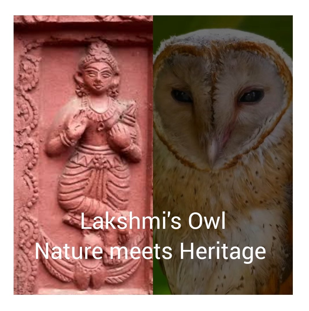 Navina Jafa (@navinajafa) on Twitter photo On #InternationalOwlDay, honouring the Barn Owl, the avian mount of wealth Goddess Lakshmi in Bengal. Nature and heritage unite in this 17th c terracotta from Gurap, Hoogly.
#indiaves
<a href="/pargaien/">Mohan Pargaien IFS🇮🇳</a> <a href="/anuradhamathur/">anu mathur</a> <a href="/IndiAves/">IndiAves</a> <a href="/Travellingslack/">Travelling Slacker</a> <a href="/incredibleindia/">Incredible!ndia</a> <a href="/PoMoGandhi/">Subir Sinha</a> On #InternationalOwlDay, honouring the Barn Owl, the avian mount of wealth Goddess Lakshmi in Bengal. Nature and heritage unite in this 17th c terracotta from Gurap, Hoogly.
#indiaves
<a href="/pargaien/">Mohan Pargaien IFS🇮🇳</a> <a href="/anuradhamathur/">anu mathur</a> <a href="/IndiAves/">IndiAves</a> <a href="/Travellingslack/">Travelling Slacker</a> <a href="/incredibleindia/">Incredible!ndia</a> <a href="/PoMoGandhi/">Subir Sinha</a>