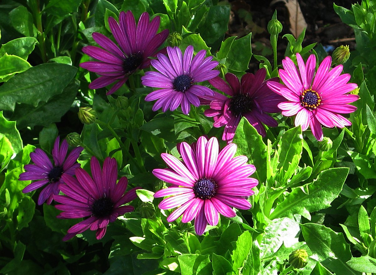 #MagentaMonday
A pretty, pastel palette ... .. .