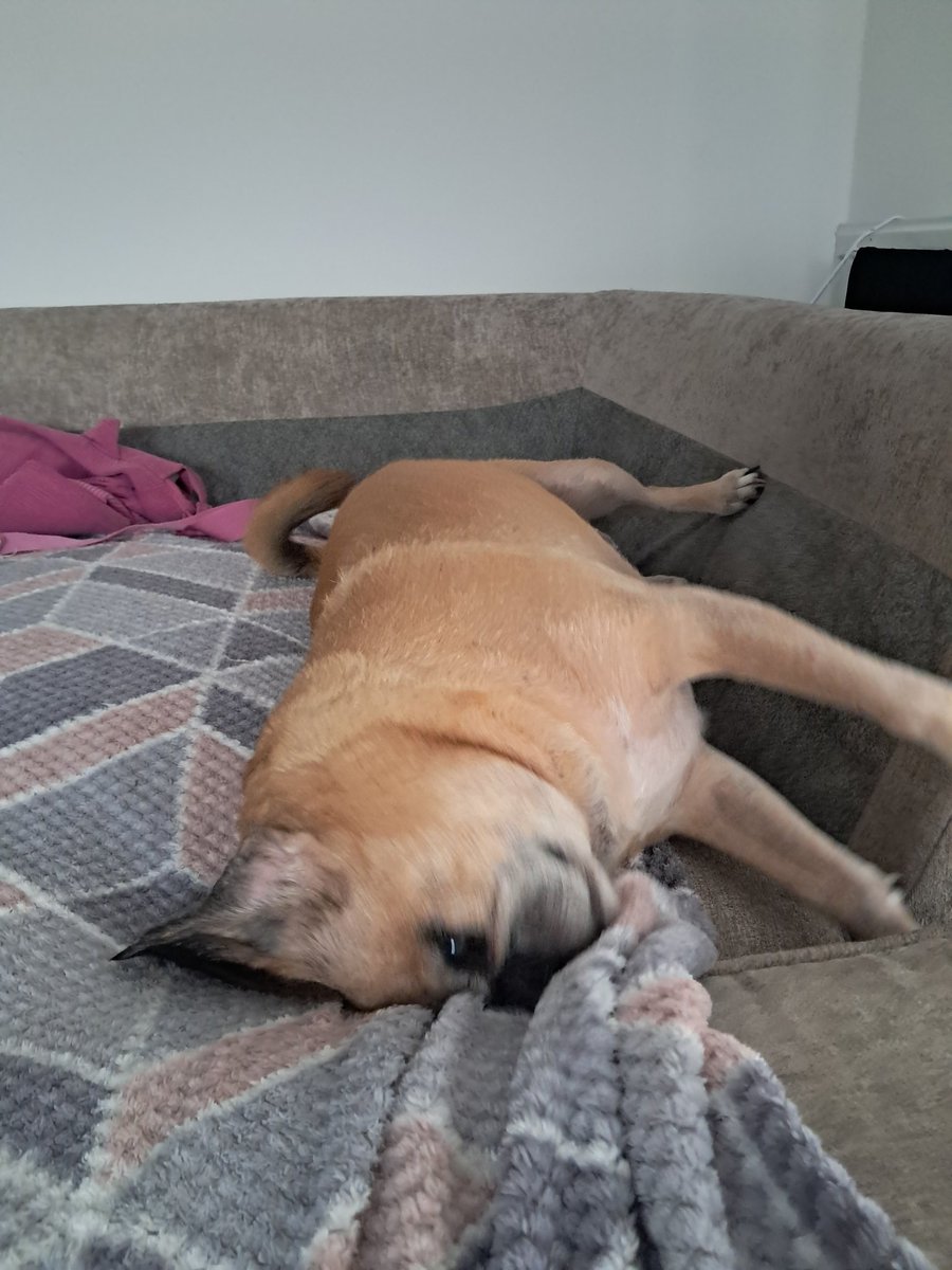 kbspiritsurvive's tweet image. Ty #puggle trying to get dry {not quite #StormFloris still windy &amp;amp; rainy}