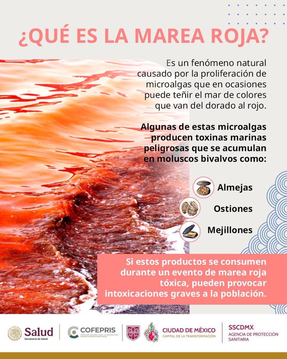 🌊 Cuando hay presencia de toxinas en zonas costeras, #COFEPRIS emite #VedasSanitarias.

🚫 Estas medidas regulan la pesca, comercialización y consumo de #MoluscosBivalvos contaminados por fenómenos como la #MareaRoja.