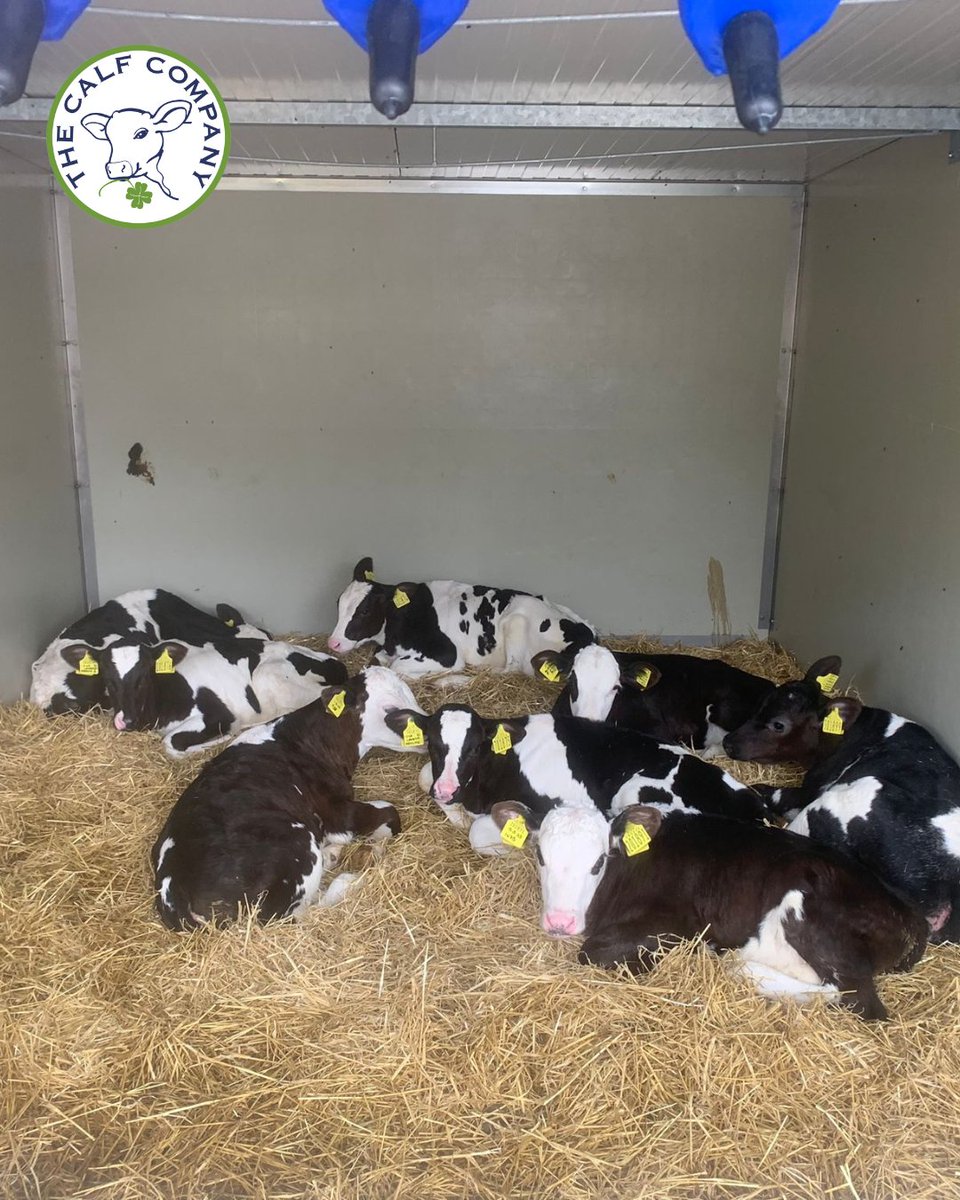 We will be supporting the AHDB event at the Campbell’s Family Farm in Ayrshire, one of AHDB’s Strategic Dairy Farms🐄.

📅Thursday 14th August 10am-3pm.

Book onto the event here  ahdb.org.uk/events/ayrshir…🌐.

#thecalfcompany #ahdb #calfrearing #caringforthenextgeneration