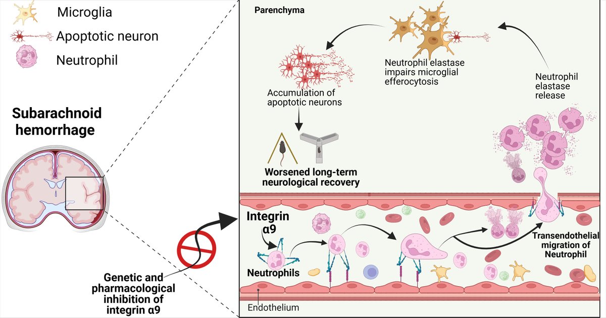 ATVB: An AHA Journal (@atvbahajournals) on Twitter photo A new study from @nirav_dhanesha lab shows that neutrophil integrin α9 impairs efferocytosis and worsens long-term recovery after subarachnoid hemorrhage. <a href="/A_WayneOrr/">Wayne Orr</a> @Rajesh_Mohandas <a href="/Art_Yurdagul/">Art Yurdagul</a> <a href="/alf_nobel/">Alfrad Nobel</a> <a href="/oren_rom/">Oren Rom</a>
<a href="/Nirav_Dhanesha/">Nirav Dhanesha</a>
ahajrnls.org/4lT7jY2 A new study from @nirav_dhanesha lab shows that neutrophil integrin α9 impairs efferocytosis and worsens long-term recovery after subarachnoid hemorrhage. <a href="/A_WayneOrr/">Wayne Orr</a> @Rajesh_Mohandas <a href="/Art_Yurdagul/">Art Yurdagul</a> <a href="/alf_nobel/">Alfrad Nobel</a> <a href="/oren_rom/">Oren Rom</a>
<a href="/Nirav_Dhanesha/">Nirav Dhanesha</a>
ahajrnls.org/4lT7jY2