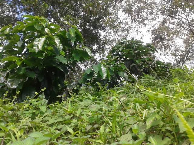 Ahora una vista desde las plantas del #cafe, para lograr los primeros frutos tendremos que esperar 3 años en promedio para obtener la primera cosecha de una planta, esto siempre y cuando tenga el mantenimiento o la planta se encuentre saludable. #cafe #SomosCafeCasin