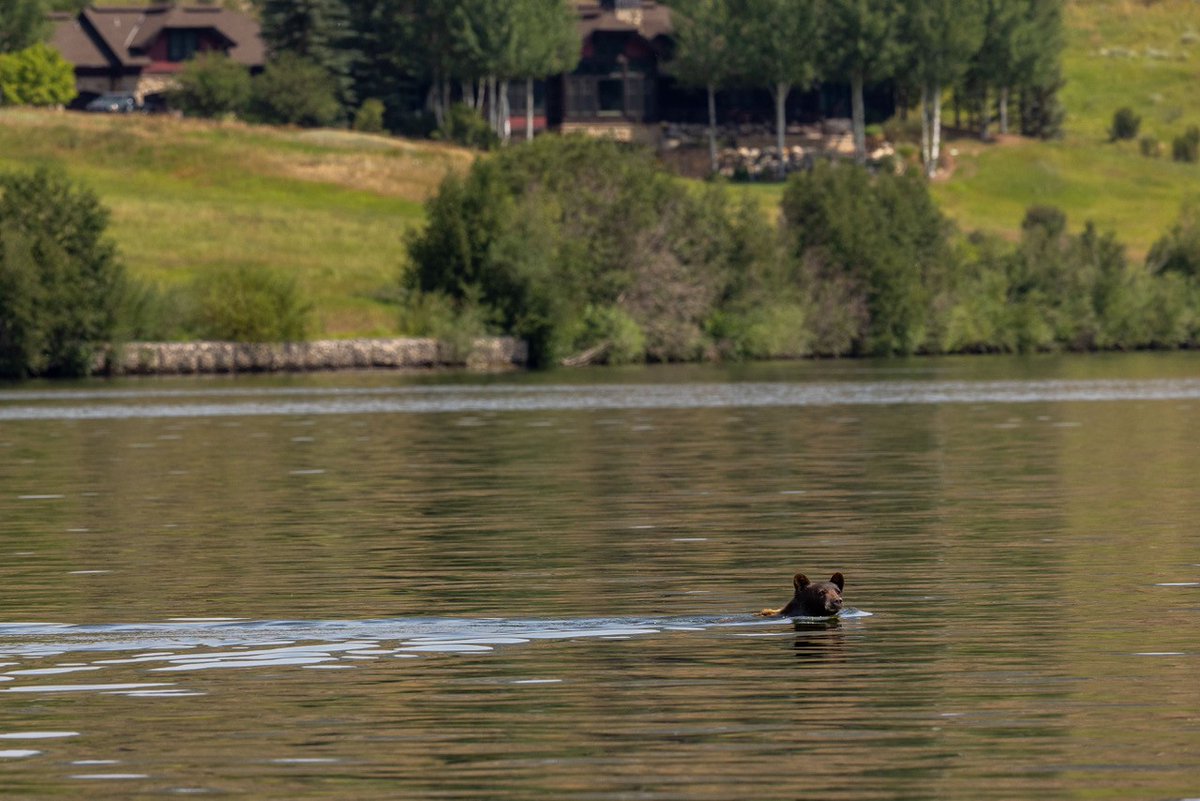 Thanks to Suki Kaplan for catching this big guy's leisurely swim in Lake Catamount last week. #catamountclub #coloradowildlife