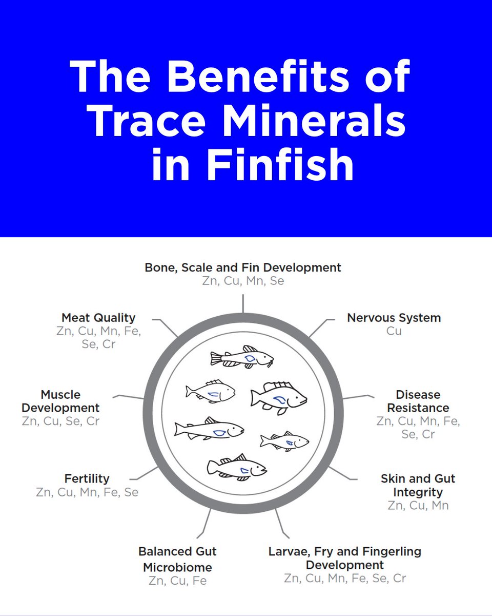 Whether you're raising tilapia or other freshwater fish, understanding how each mineral contributes to their health is key to making informed nutrition decisions.​

See how these essential nutrients impact fish at every stage of production. zinp.ro/4ol7zRm