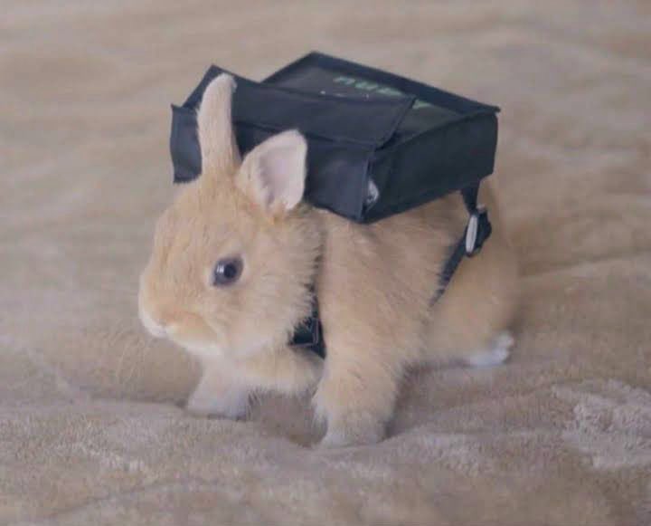 going on an adventure!! snackies are secured! 🍓