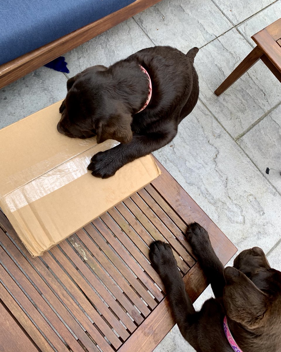 kristina_ten's tweet photo. Everybody makes those unboxing videos look sooo easy, but it took no fewer than three dogs to help me do it?? Anyway, since this box of ARCs hit my doorstep, I can confirm that Tell Me Yours, I’ll Tell You Mine is officially a real, rectangular object! https://t.co/giFupXvxBV
