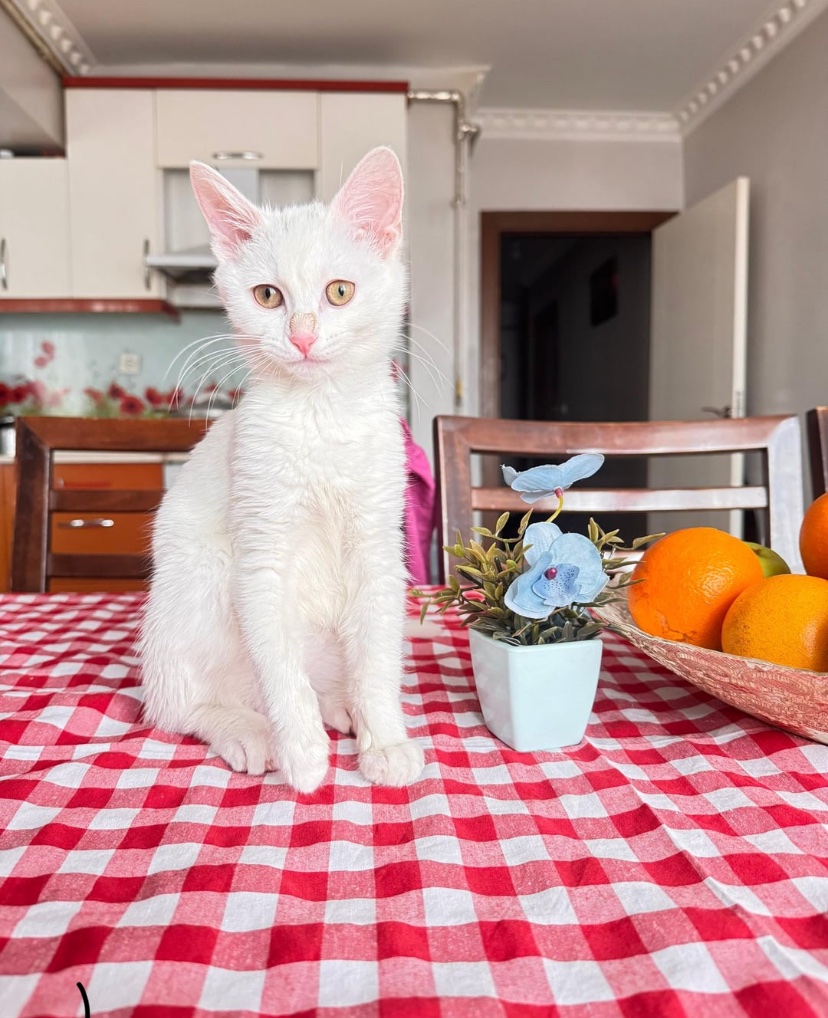 cats with powerful impression 🐾 tweet media