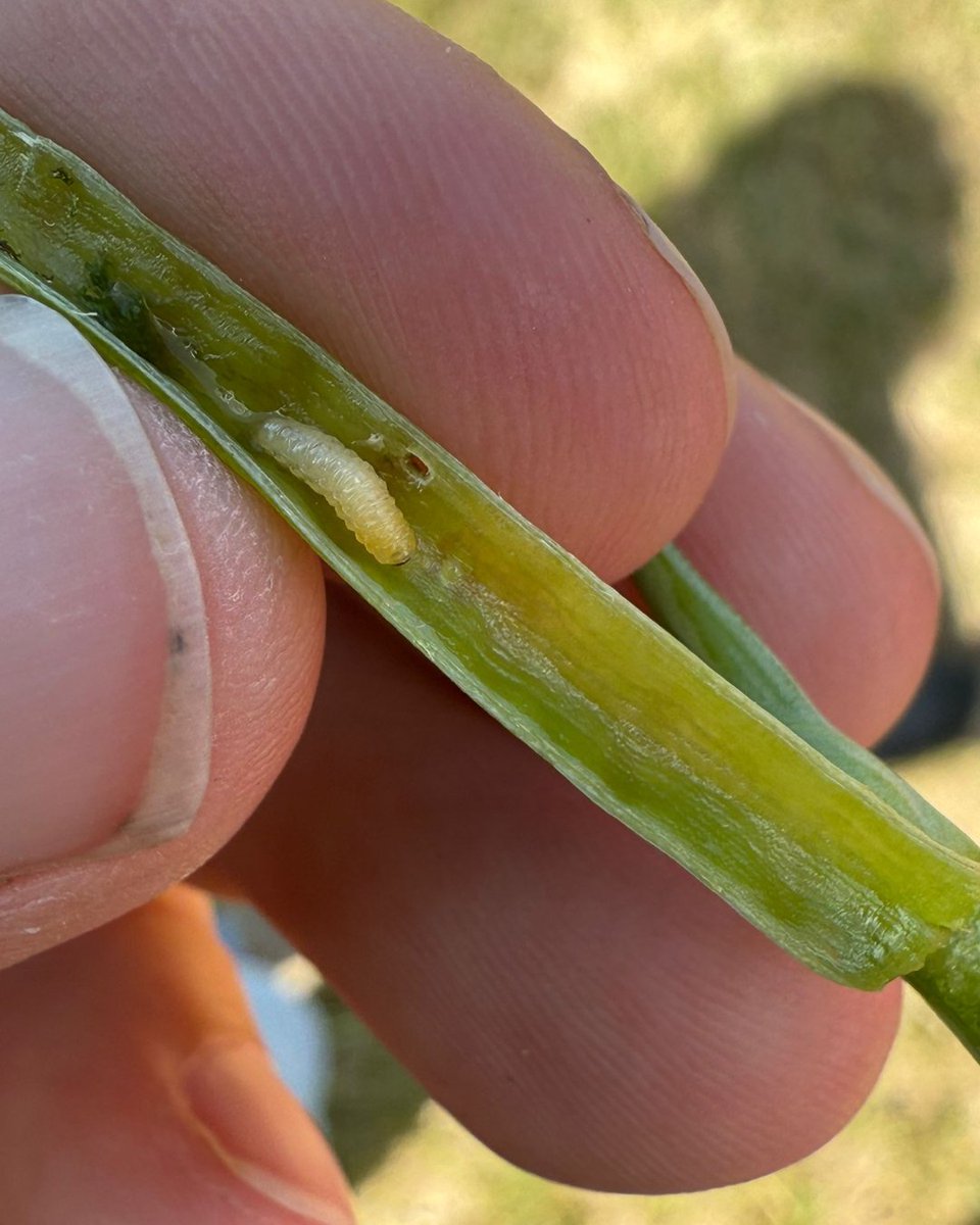 Summer students, Rachel Nelson and Ariana Lundstrom, were busy sweepnetting canola and getting hands-on with crop scouting! 🌾🔍

These sharp summer students spotted both lygus bugs and cabbage seedpod weevils. Scouting like this is key to staying ahead of the curve in pest