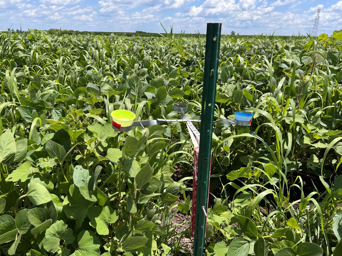 Graduate Researcher: Yuanwu is a new PhD student studying pollinators in and around soybean fields. With his previous master’s research studying fireflies, Yuanwu is excited to explore new areas of entomology during his time at ISU. monarch.ent.iastate.edu/news/2025/grad…