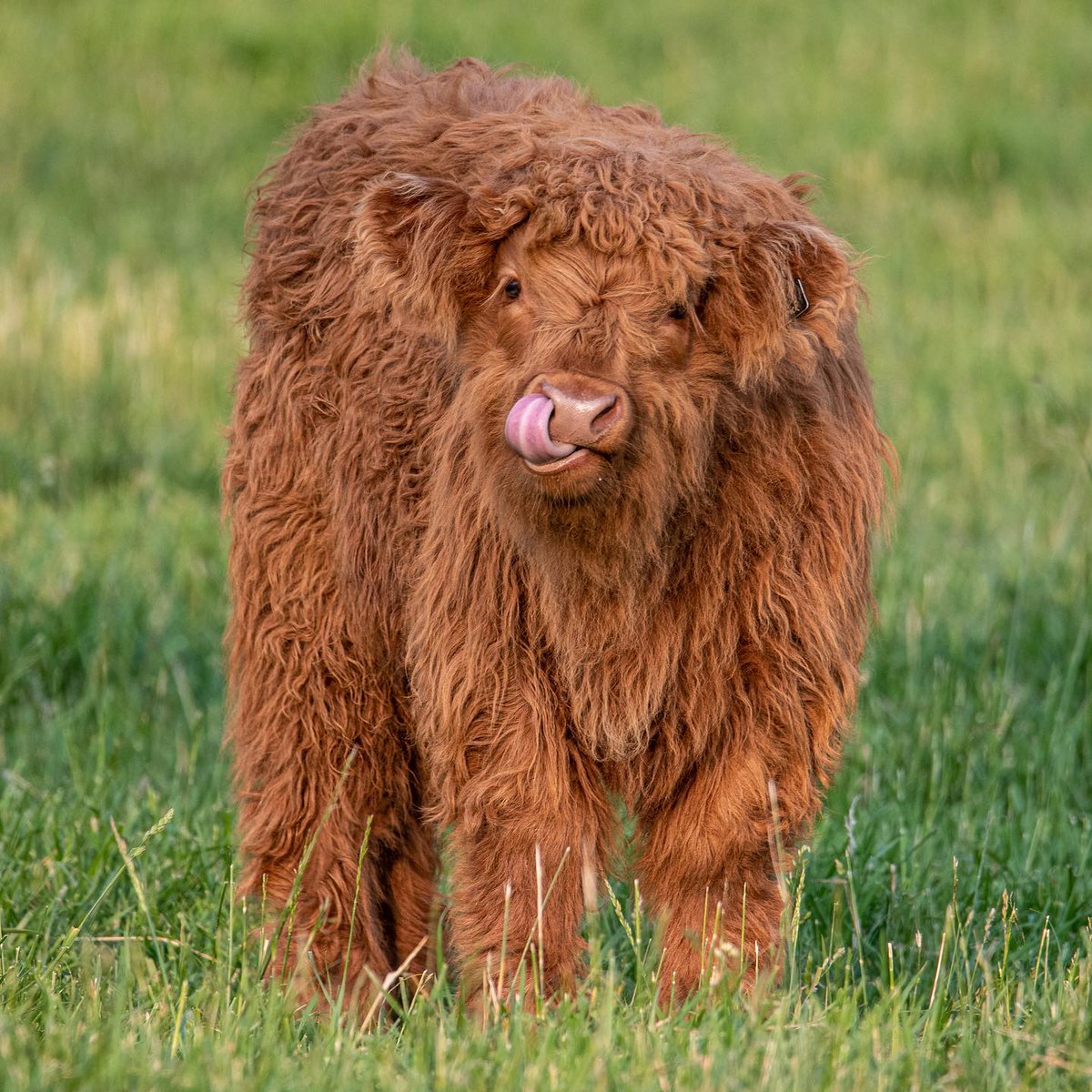 Meet some of the fluffy, friendly faces waiting for you at Mill Creek Farms in Cookeville. 

📍Mill Creek Farms, Cookeville
📸 Mill Creek Farms
