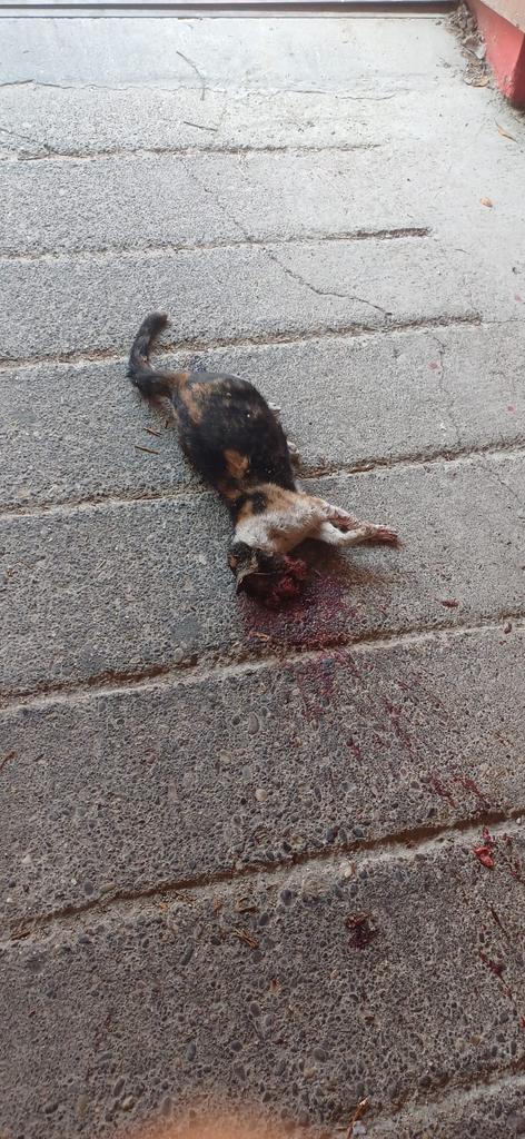 Gaziantep'te kafası taşla ezilerek öldürülen #Fadikkedi katili bugün hakim karşısına çıktı bipolar teşhisi konduğu için üç hafta hastanede yatış ayda iki kez imza ile tahliye edildi.Mahkeme yine vasi atamadı yani üç haftanın sonunda sokaklarda yeniden can almaya devam edecek