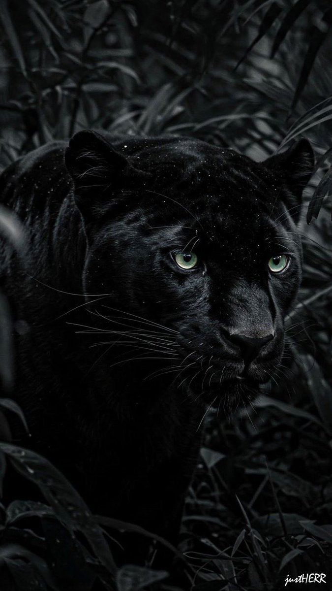 REX (@rexchillect) on Twitter photo 