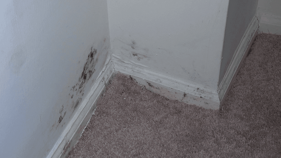 Coveragebycorso's tweet image. Charnita A. Jackson, the city’s community enhancement code enforcement manager for the City of Rockville, sent the following statement, confirming the apartment complex is currently in violation: st8.fm/411aip9