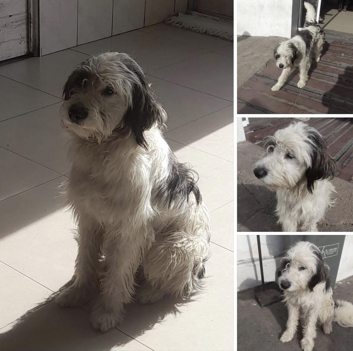 Este hermoso peludito se encuentra en el sector de urgencias del Hospital de Coquimbo. Es muy dócil, regalón y cuando te acercas te da su manito. Se ve bien, por lo que suponen puede estar extraviado. Favor RT por si su familia lo está buscando u otra desea adoptarlo!
#Coquimbo