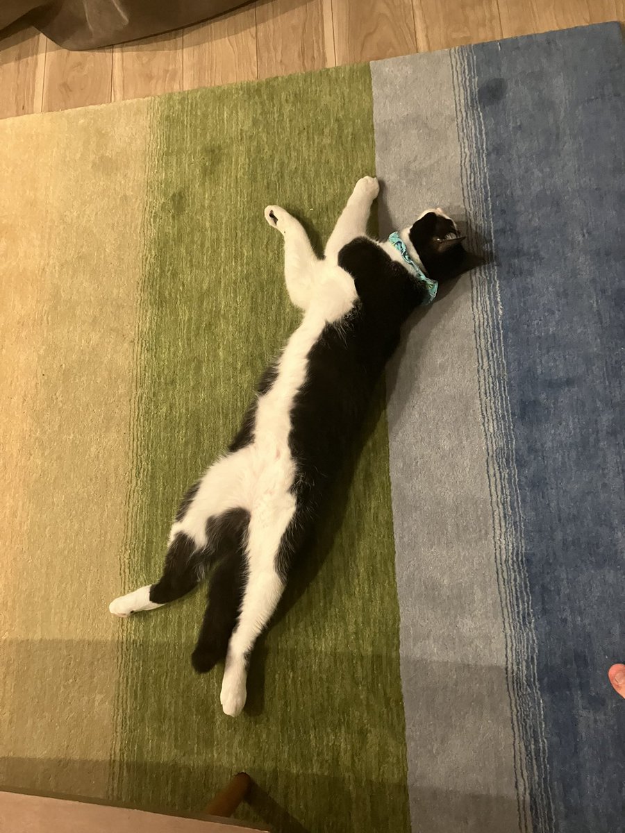 ねこ様 拝啓ねこ様めいく - Search / X