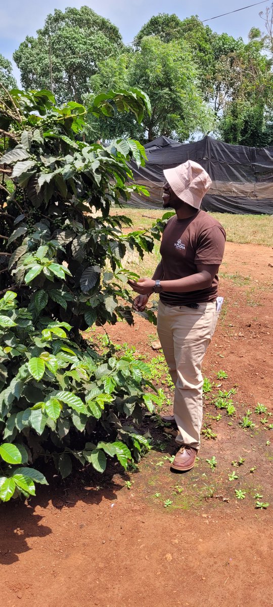 Curious about what it means to 'buy a coffee tree' from <a href="/ProjectMochaHQ/">Project Mocha</a> ?