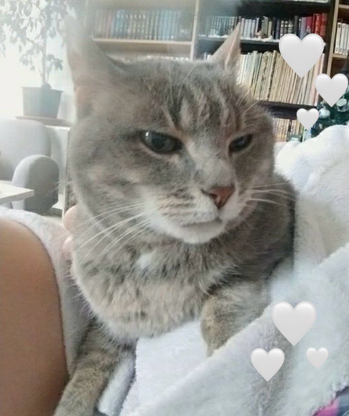 Le Grand Rêve 🌠 (@legrandrve1) on Twitter photo Belle et douce Gaïa✨ potichat de <a href="/les4x4miaou/">🌟🌟les 4 cats🐾🐾🕯</a>s.bsky.social et @les4x4miaou a rejoint les étoiles✨entourée du chamour de sa MamanSansPwal🤍
Depuis les nuages⛅️ et le ciel bleu🦋, Bell'Gaïa, tu veilles sur ta Maman, sur Mugi, Kira et sur nous tous🤍 tu es à jamais dans nos 🤍🤍 Belle et douce Gaïa✨ potichat de <a href="/les4x4miaou/">🌟🌟les 4 cats🐾🐾🕯</a>s.bsky.social et @les4x4miaou a rejoint les étoiles✨entourée du chamour de sa MamanSansPwal🤍
Depuis les nuages⛅️ et le ciel bleu🦋, Bell'Gaïa, tu veilles sur ta Maman, sur Mugi, Kira et sur nous tous🤍 tu es à jamais dans nos 🤍🤍