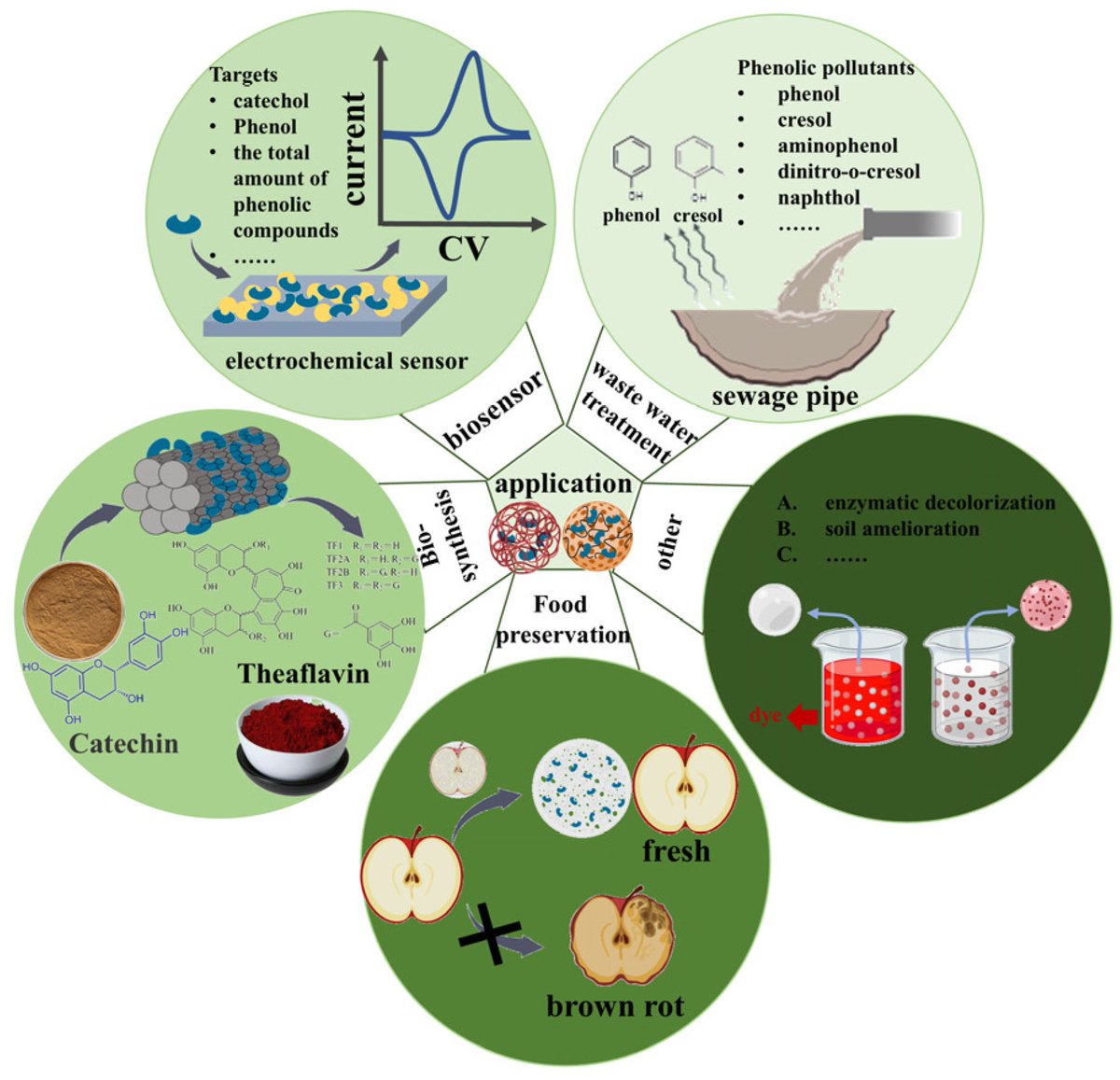 Plants_MDPI's tweet image. 🧪 New review: Immobilized polyphenol oxidase (PPO) from plants

✔️ More stable
✔️ Reusable
✔️ Effective in biosensors, wastewater cleanup &amp;amp; food preservation

📖 Zhou et al. explore methods &amp;amp; applications:

🔗 brnw.ch/21wUETf

#EnzymeTech #Sustainability #PlantBiotech