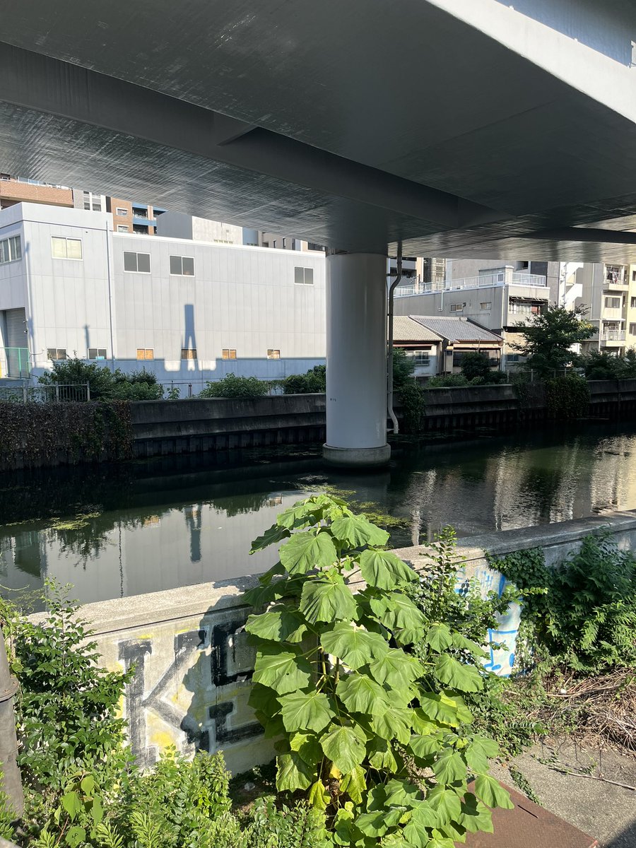 8月から更に暑いというか、暑さが濃くなったという印象。松屋町へ花火を買いにさまよい。