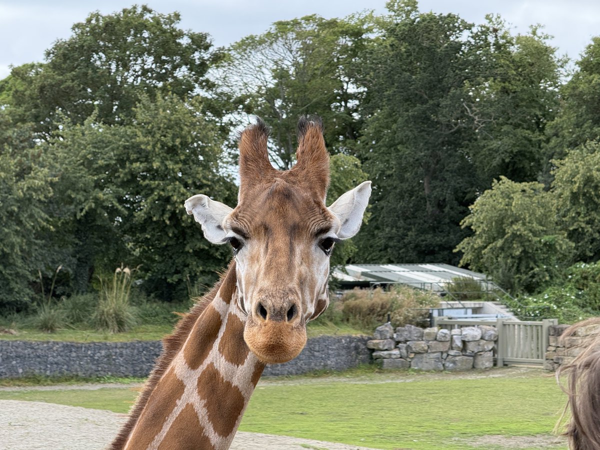 Had a heart-to-heart with this giraffe today. The stories this one had… #dublin #dublinzoo