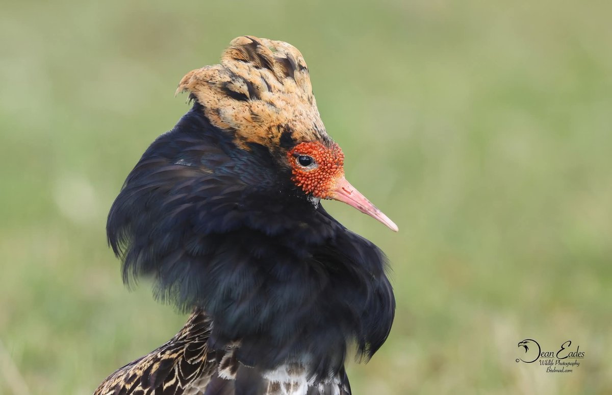 Summer plumage Ruff 
BirdMad.com 
<a href="/Natures_Voice/">RSPB</a> <a href="/SLArchive/">South Lincs Archive</a> <a href="/isleofsouthuist/">Isle of South Uist</a> <a href="/OuterHebs/">Visit Outer Hebrides</a> <a href="/TheHebrides/">The Hebrides</a> <a href="/VisitScotland/">VisitScotland</a> <a href="/britishbirds/">British Birds</a> <a href="/WildlifeTrusts/">The Wildlife Trusts</a> <a href="/NWF/">National Wildlife Federation</a> <a href="/wildlife/">wildlife</a> <a href="/AMAZlNGNATURE/">Nature is Amazing ☘️</a>