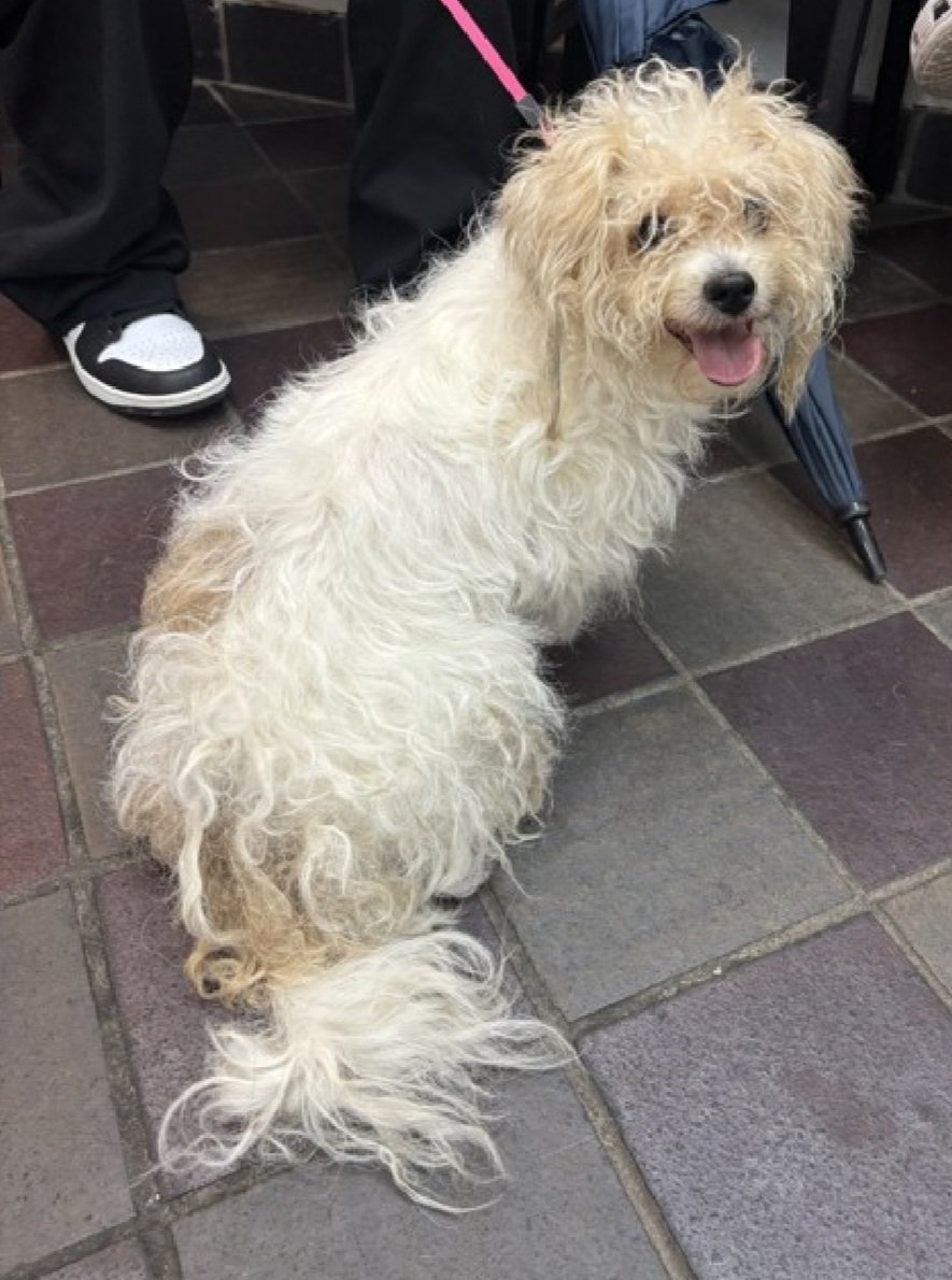 Luna Lulu 231750
#NewIntake #NYCACC #RescueOnly 
She is a cute 18.6 lb, 5 yr old girl
Social &amp; affectionate in prev home
Exhibits fearful behavior in care
Avoidant &amp; refuses walks 
New Hope Only
All adult home
Save Luna Lulu!
nycacc.app/browse/231750
#Pledge4Rescue #foster #adopt