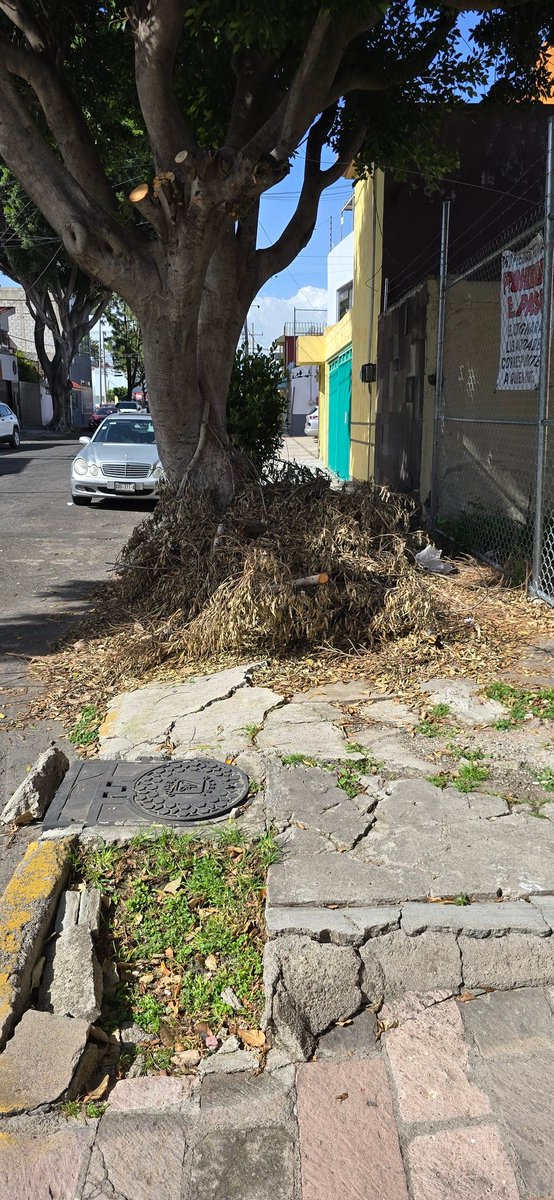 ZonaSegPuebla's tweet photo. ME AYUDAS A COMPARTIR?
URGE EL RETIRO DE PODA QUE HICIERON YA DESDE HACE 1 MES EN TODA LA COLONIA PRADOS AGUAZUL
ESTA GENERANDO PROBLEMAS A LOS VECINOS PARA PASAR POR LAS BANQUETAS EMPIEZA A GENERAR BASURA Y NO DA UNA BUENA IMAGEN URBANA
URGE APOYO @pepechedrauimx @Servicios_Pub https://t.co/4ZzGq0sdDt