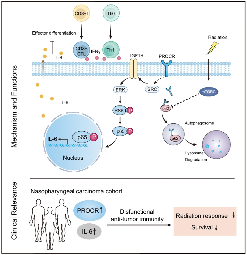 T cell are critical for anti-tumor immunity reprogramming by radiotherapy, but tumor cell derived protein C receptor-driven IL-6 inhibits this
nature.com/articles/s4146… <a href="/NatureComms/">Nature Communications</a>