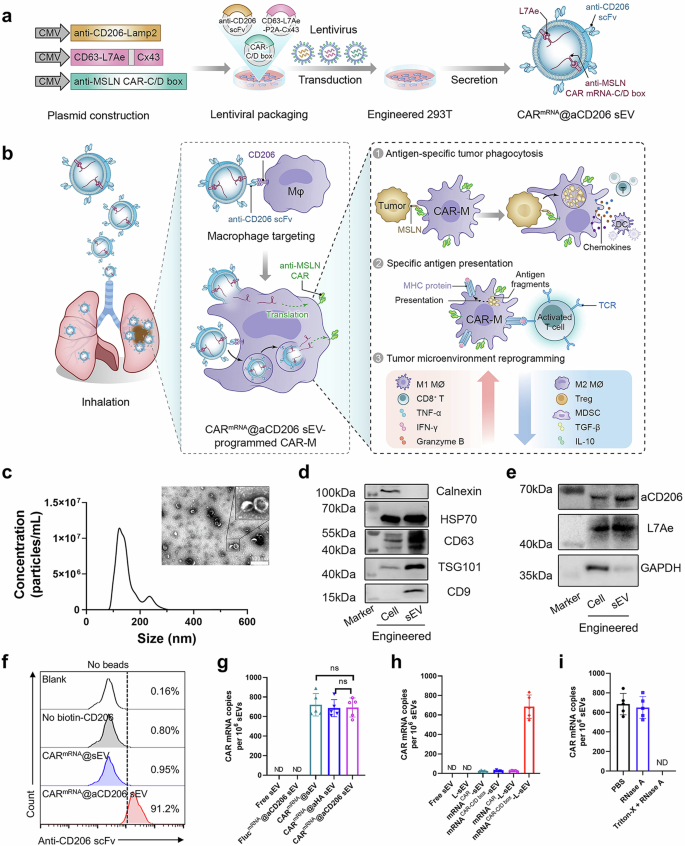 Waggoner Lab (@labwaggoner) on Twitter photo Lung metastasis and recurrence is mitigated by CAR macrophages, in-situ-generated from mRNA delivered by small extracellular vesicles <a href="/NatureComms/">Nature Communications</a>
nature.com/articles/s4146β¦ Lung metastasis and recurrence is mitigated by CAR macrophages, in-situ-generated from mRNA delivered by small extracellular vesicles <a href="/NatureComms/">Nature Communications</a>
nature.com/articles/s4146β¦