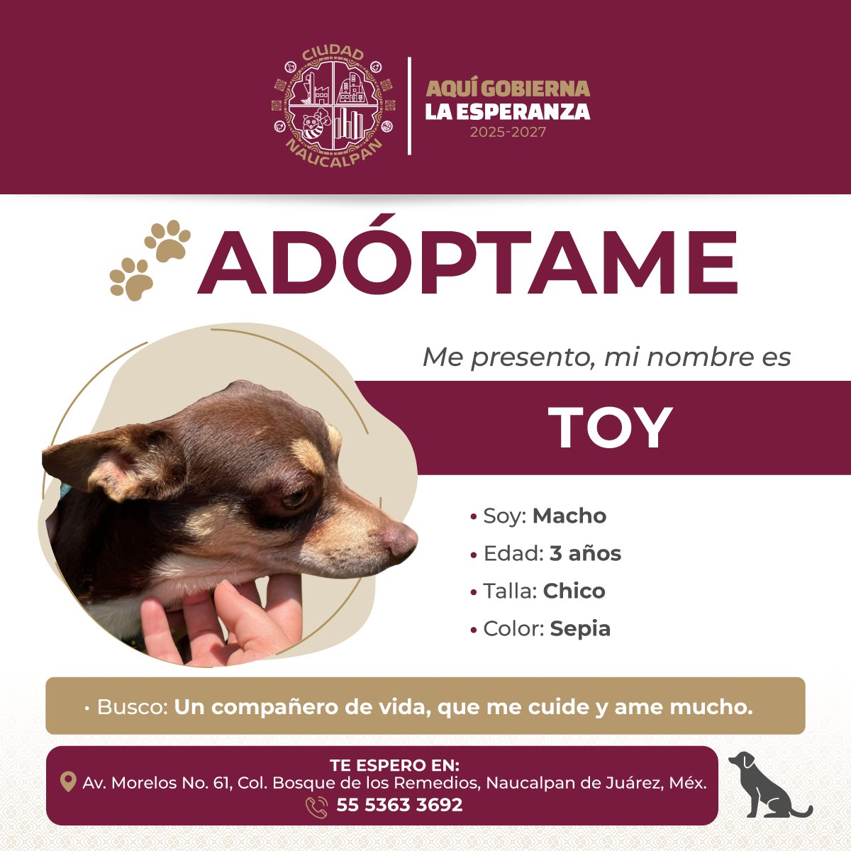 🐾 TOY ESTÁ LISTO PARA SER TU MEJOR AMIGO🐶
¡Hola! Soy Toy, tengo 3 años. Soy un perrito lleno de ternura, alegre y muy leal. 
Estoy buscando a ese compañero de vida que me dé amor, cuidado y un hogar donde me sienta seguro. 🐾
#Naucalpan #AquíGobiernaLaEsperanza #AdoptaNoCompres