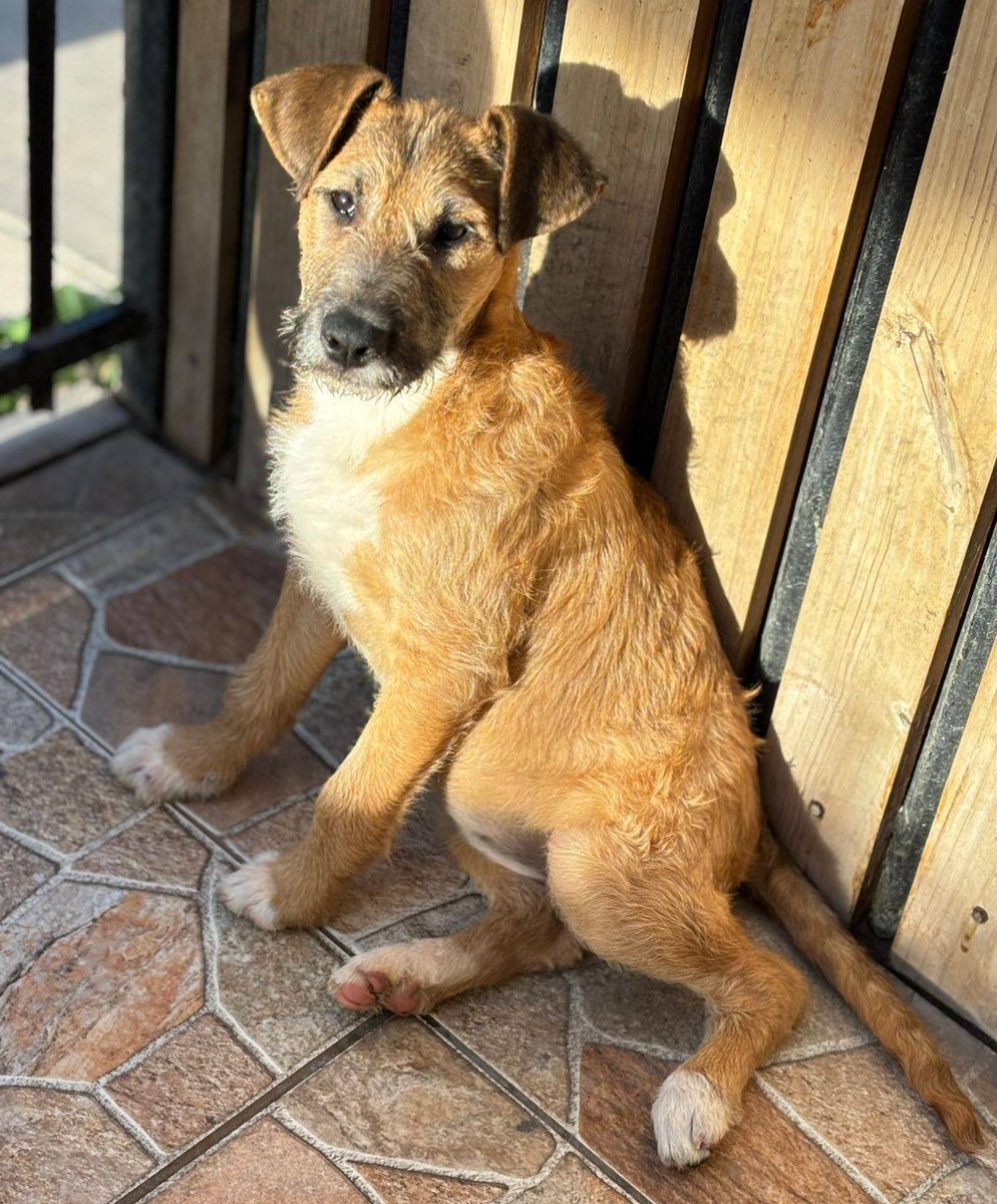 Mily, de aproximados 4 meses, fue rescatada desde la casa de un drogadicto. En su hogar temporal conoció el cariño y aprendió a confiar en los humanos. Se encuentra desparasitada y vacunada. Si deseas darle un hogar lleno de amor y cuidados, comunícate al +56976355569. 
#Coquimbo