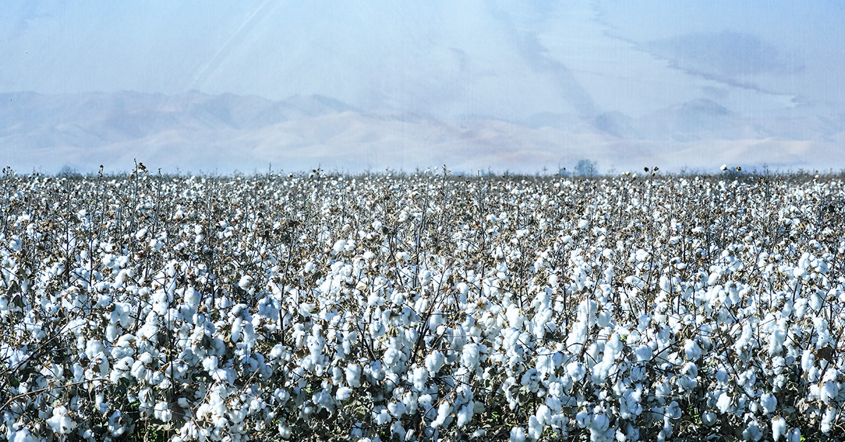 For a no-hassle harvest and cleaner bales, maximize your lint quality with proven harvest aids like FreeFall SC, Terminate and more. nufarm.com/uscrop/cotton-…
#pgr #cropprotection #ag #agtwitter #CottonPGR #CottonGrowers