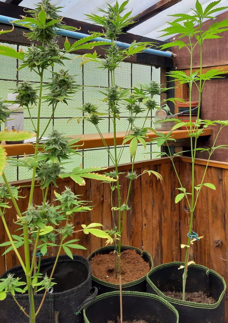 Mein 86jähriger Schwiegerpapa hat im tiefsten Bergischen Land/NRW in der alten Hundehütte mal anstatt Tomaten was Neues ausprobiert. Links eine "Trainwreck", Mitte und rechts CBD in Biobizz All-/ Lightmix und ein wenig Bionova. Nächstes Jahr gibts nen Solarventilator dazu :-)