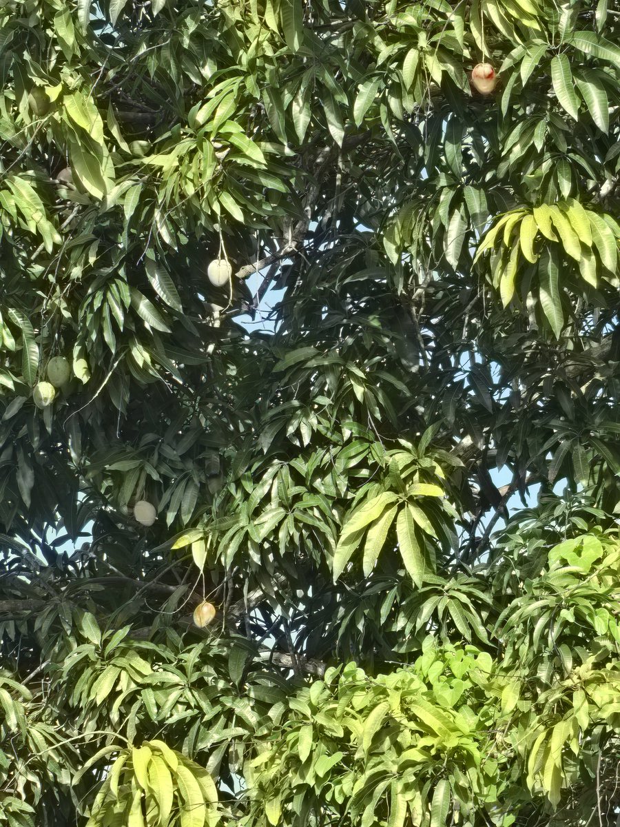 Los mineros quieren vendernos sus "fosas sépticas" como la panacea de la generación de empleo. Nada dicen de la rapiña de nuestros recursos, el mísero porcentaje de la ganancia bruta, la destrucción ambiental, las violaciones constitucionales y la contaminación  de la zona.