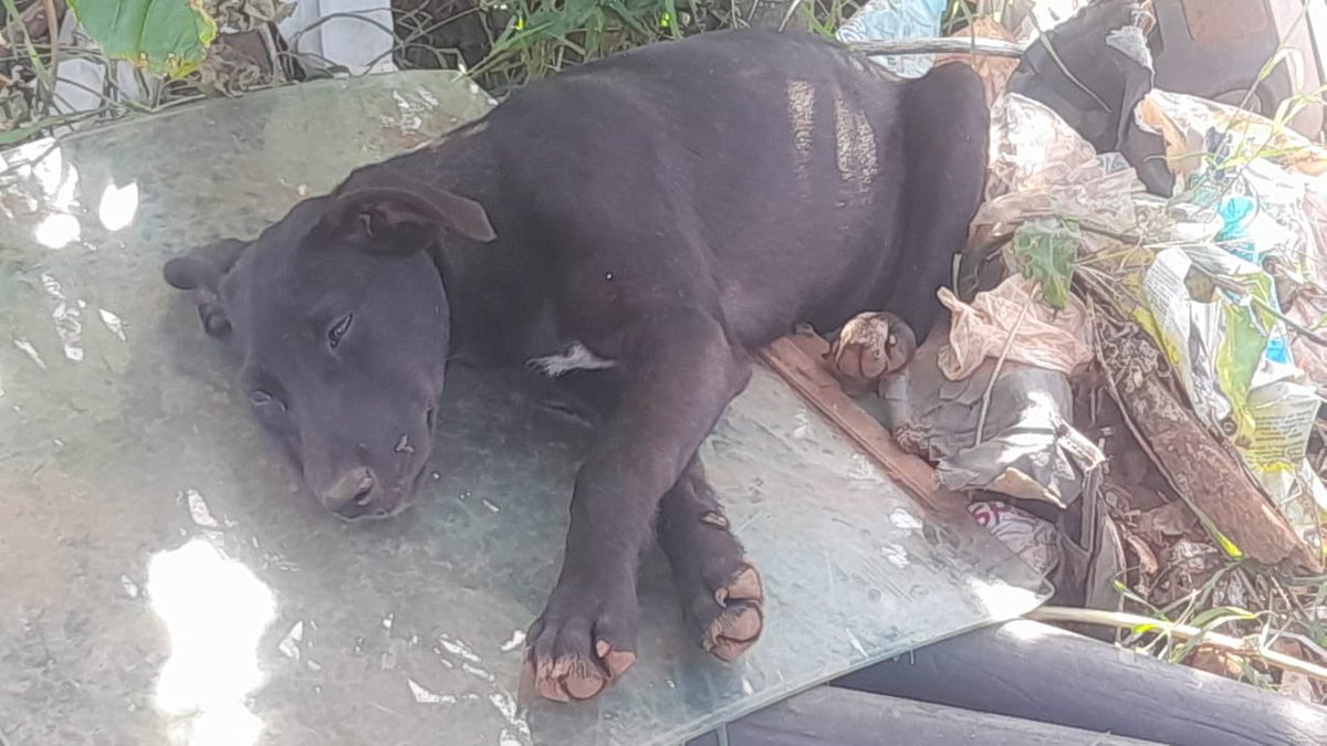 Son cachorros que están viviendo en Cateura, tenemos toda la intención de ir por ellos pero necesitamos que ayuden. Hay hembras que en unos días más entran en celo, les falta medicación y más 🥹🙏🏻
ORTIZ RODAS ADRIANA JAZMIN
Banco Familiar 
ALIAS CI 5639606 
N° de cuenta 81704569